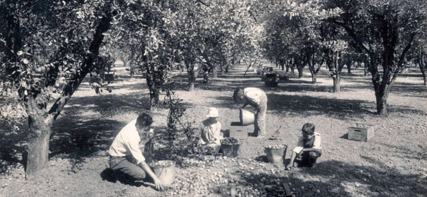 5th Photo representing Orchard workers